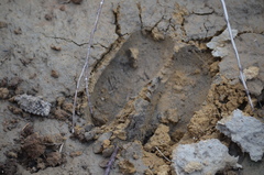 Cervus canadensis canadensis