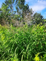 Calamagrostis purpurea