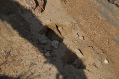 Cervus canadensis canadensis