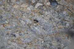 Camponotus herculeanus
