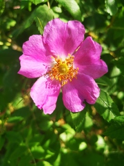 Rosa amblyotis