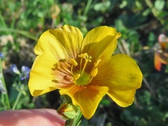 Linum alatum