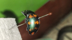 Platyphora spectanda