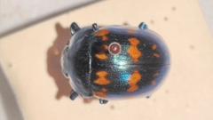 Platyphora spectanda