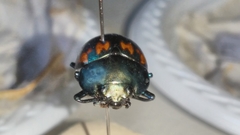 Platyphora spectanda