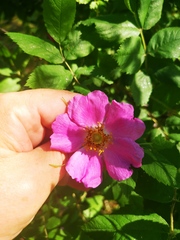 Rosa amblyotis