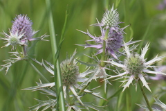 Eryngium hookeri