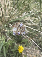 Ipomopsis globularis