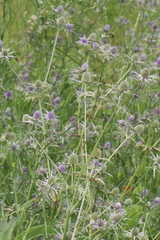 Eryngium hookeri