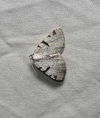Macaria subcessaria