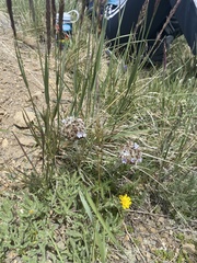 Ipomopsis globularis