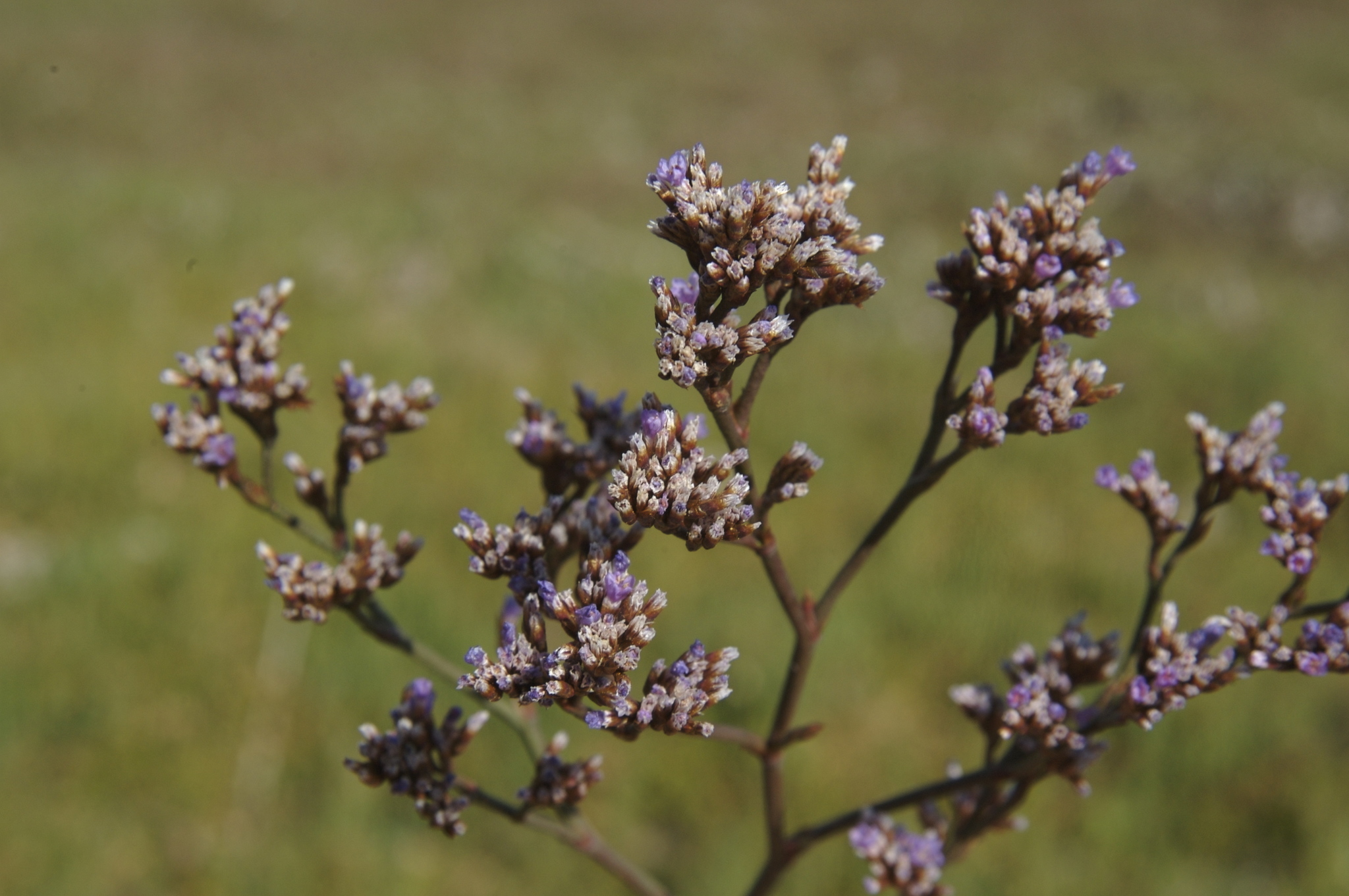 Limonium californicum