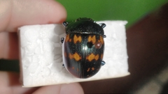 Platyphora spectanda