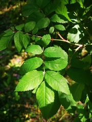 Rosa amblyotis