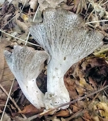 Craterellus foetidus