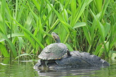 Trachemys venusta venusta