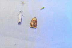 Acleris curvalana