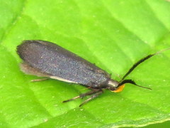 Dichomeris nonstrigella