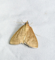 Framinghamia helvalis