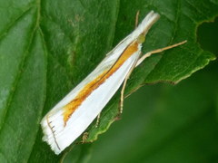 Crambus girardellus