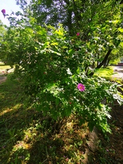 Rosa amblyotis
