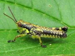 Booneacris glacialis