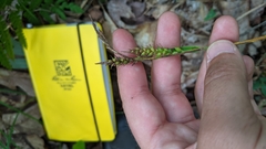 Carex polymorpha