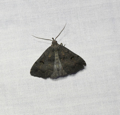 Phalaenostola hanhami