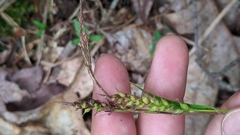 Carex polymorpha