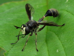Physocephala furcillata
