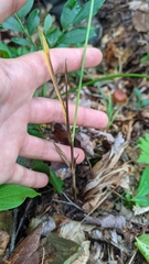 Carex polymorpha