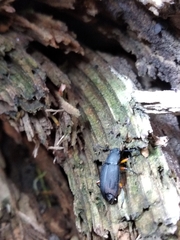 Haplandrus fulvipes