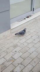Columba livia domestica
