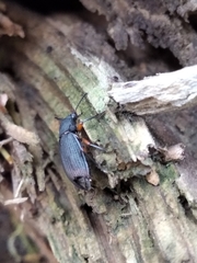 Haplandrus fulvipes