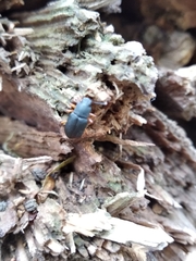 Haplandrus fulvipes