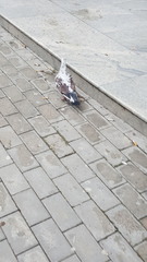 Columba livia domestica