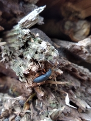 Haplandrus fulvipes