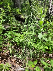 Borodinia canadensis
