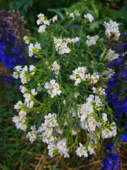 Armoracia rusticana