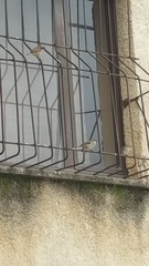 Passer domesticus