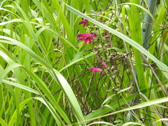 Salvia pentstemonoides