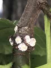 Phenacoccus dearnessi