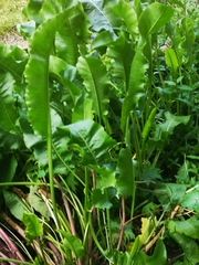 Armoracia rusticana