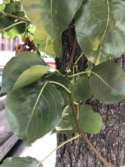 Phenacoccus dearnessi