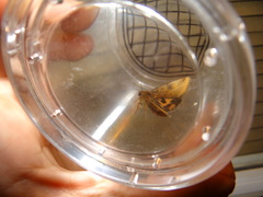Heliothis phloxiphaga