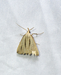 Macrochilo bivittata