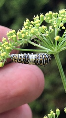 Papilio polyxenes