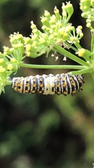 Papilio polyxenes
