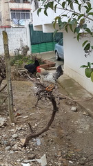 Gallus gallus domesticus