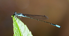 Acanthagrion quadratum